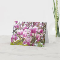 Tack/Rosa Saucer Magnolia