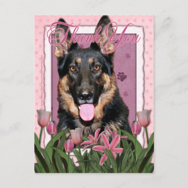 Tack - Rosa Tulips - German Shepherd - Kuno Vykort (Framsida)