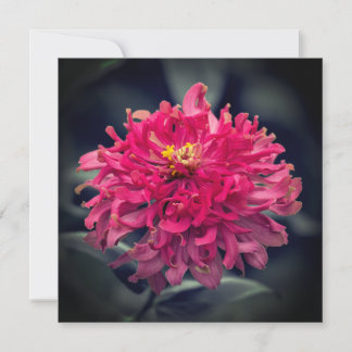 Tack Shaggy Zinnia Kort