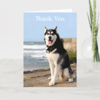 Tack Siberian husky på boendekortet