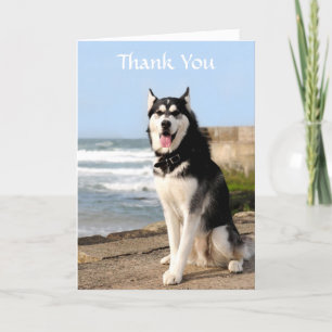 Tack Siberian husky på boendekortet Kort