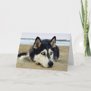 Tack Siberian husky på boendekortet Kort