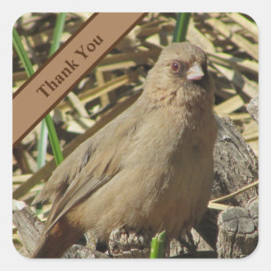 Tack Small Brown Towhe Photo Bird Fyrkantigt Klistermärke
