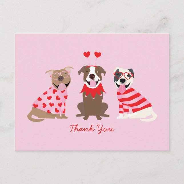 Tack Valentines Day Amerikansk Pit Bull Terrier Vykort (Framsida)