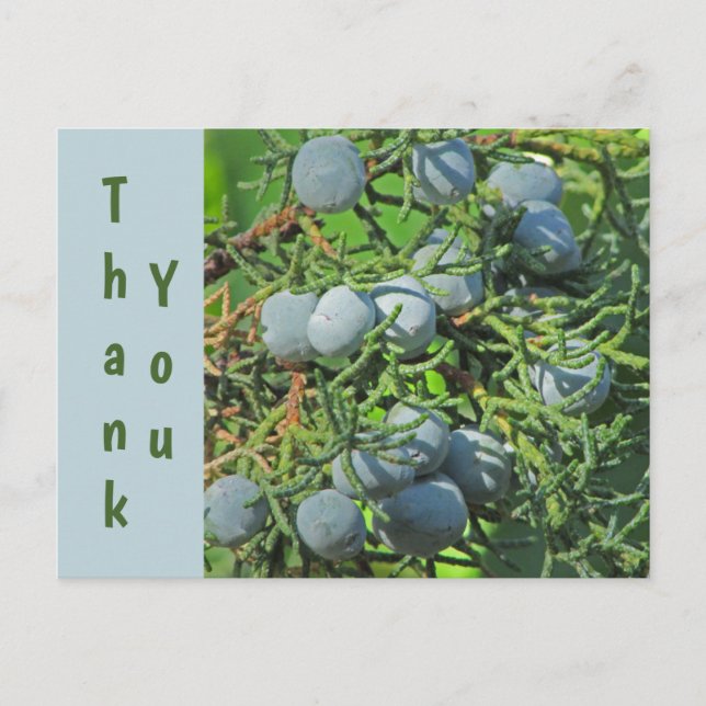 Tack vår tallbär Foto Appreciation Vykort (Framsida)