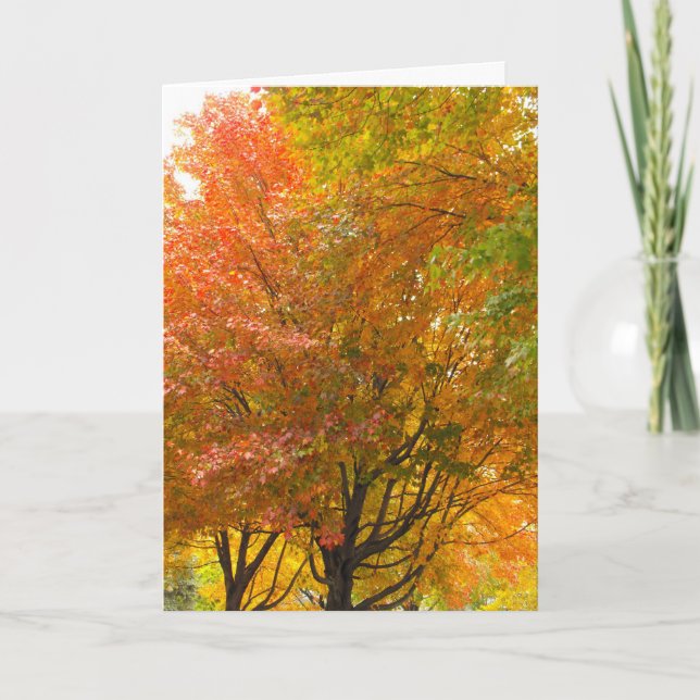 Tack veteran, DSCF8707 Kort (Framsida)