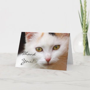 Tack Vitt gratulationskort för katt Kort