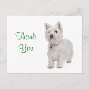 Tack White Westie Puppy Hund Hälsning vykort