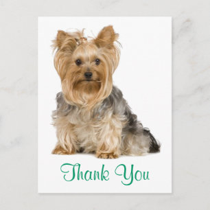 Tack Yorkshire Terrier Puppy Hund Postcard Vykort