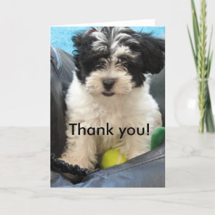 Tacka dig! Havanese valp Tack Kort