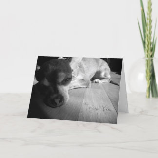 TackChihuahuakort Tack Kort