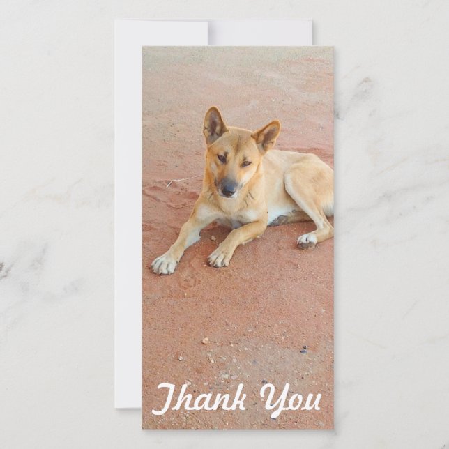 Tackfotokort - australiensisk dingo tack kort (Framsida)