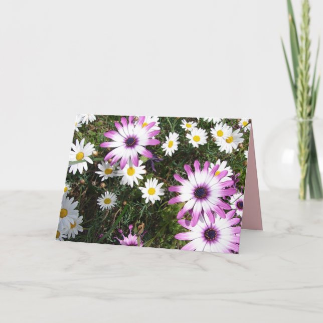 Tackkort med lila vit prästkrageblomma trädgård kort (Framsida)