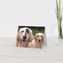Tackkort till Golden Retriever-hundarna Peter Fox
