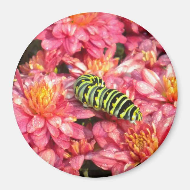 Täckpelare ut magnet (Framsidan)