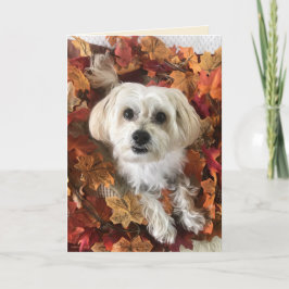 Tacksam Morkie I - Tom kort