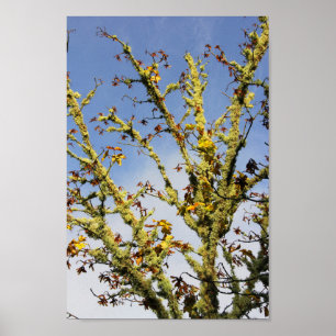 Täckt Grenar Poster