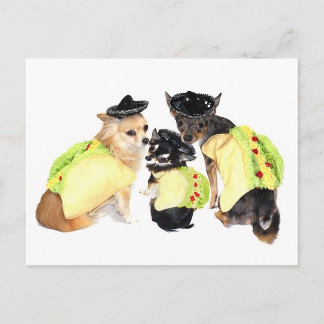 Taco Chihuahuas Vykort (Framsida)