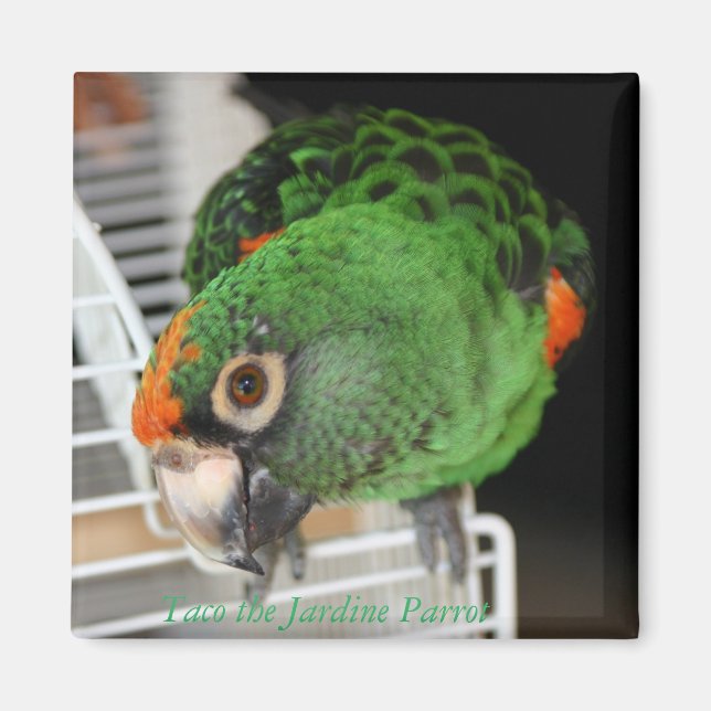 Taco Jardine Parrot Magnet (Framsidan)