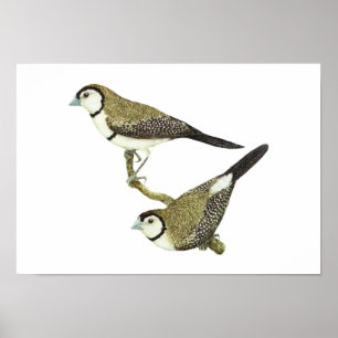 Taeniopygia för ugglaFinch (båda bildar) - Poster