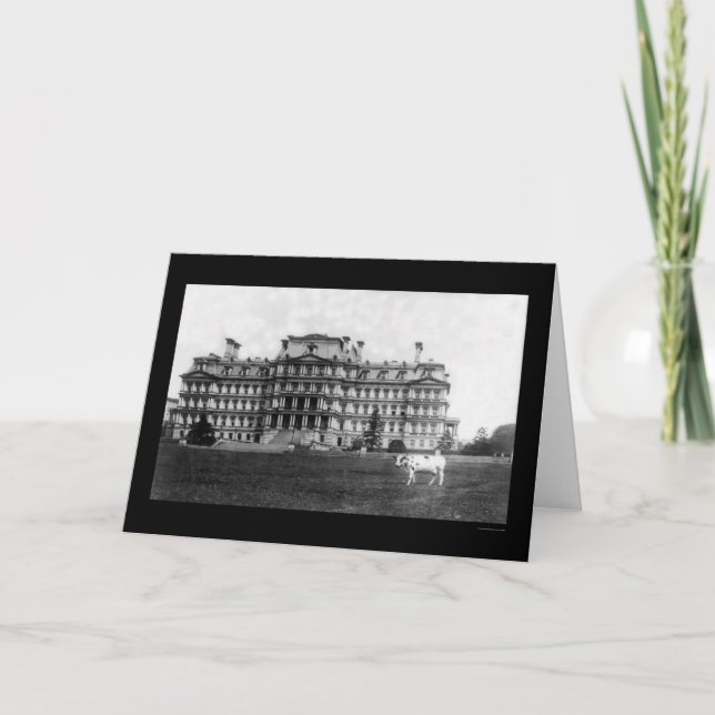 Taft's Cow Grasing nära Krig-Byggnaden 1909 Kort (Framsida)