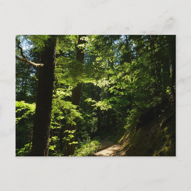 Tåg från Silver Falls Vykort (Framsida)