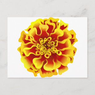 Tagetes Vykort