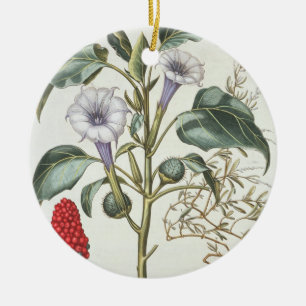 Tagg Apple, från "Hortusen Eystettensis" vid Bas Julgransprydnad Keramik