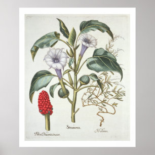 Tagg Apple, från "Hortusen Eystettensis" vid Bas Poster