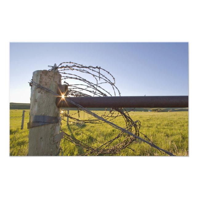 Taggtråd upprullad på stängselrad nära fototryck (Framsidan)