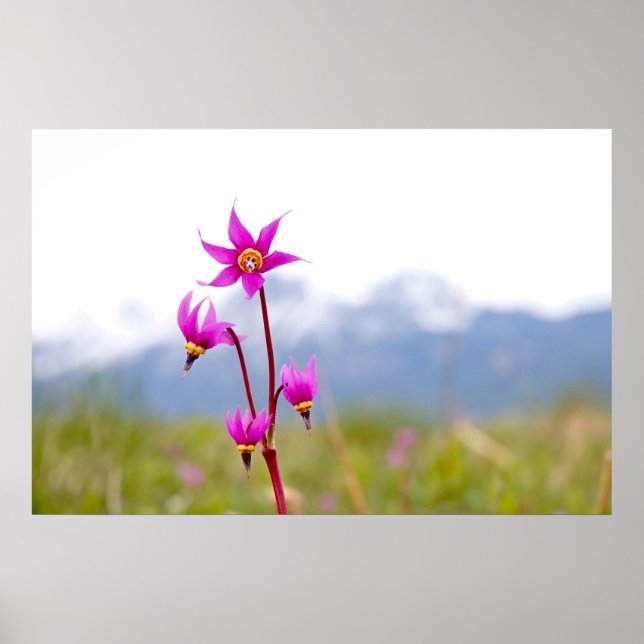 Tagning av stjärnor poster (Framsidan)