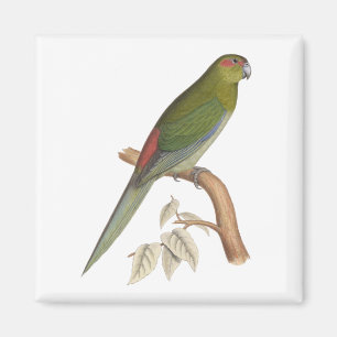 Tahiti parakiterillustration, C. 1849 Magnet