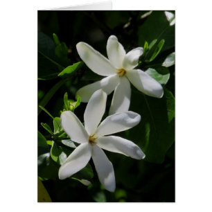 Tahitian Gardenia Hälsningskort