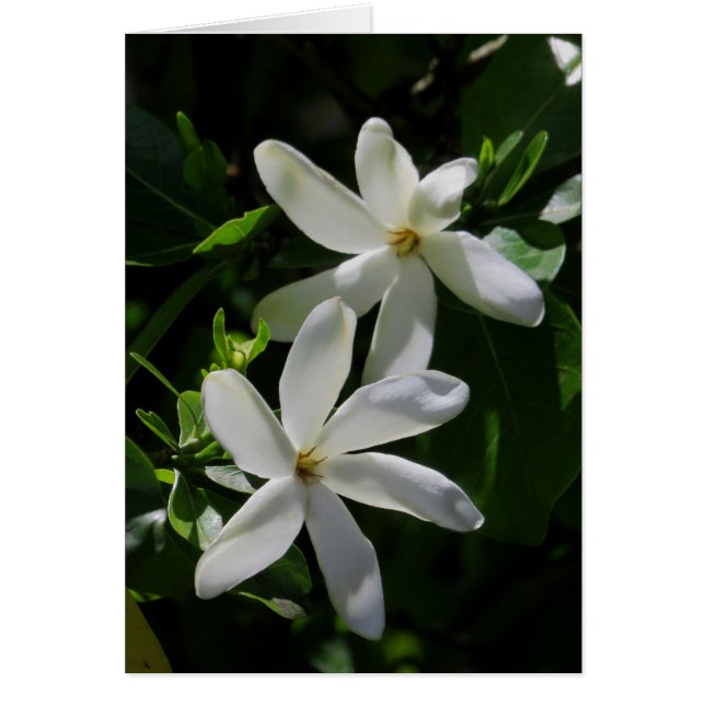 Tahitian Gardenia Hälsningskort (Framsidan)