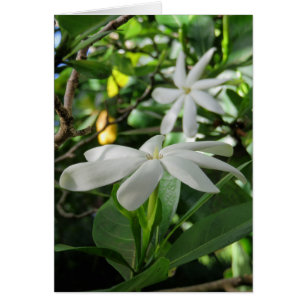 Tahitian Gardenia Hälsningskort