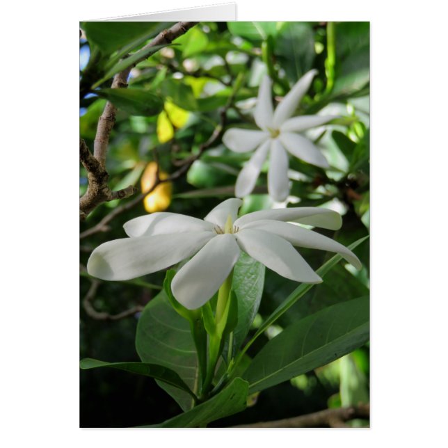 Tahitian Gardenia Hälsningskort (Framsidan)