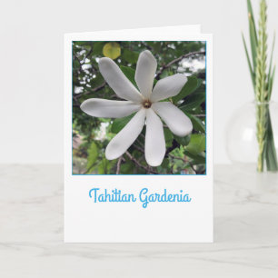 Tahitian Gardenia Kort