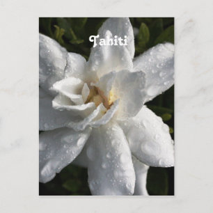Tahitian Gardenia Vykort