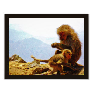 Taif Baboons Fototryck