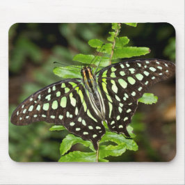 Tailed Jay-fjäril Musmatta