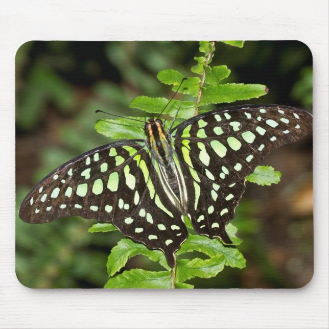 Tailed Jay-fjäril Musmatta (Framsidan)