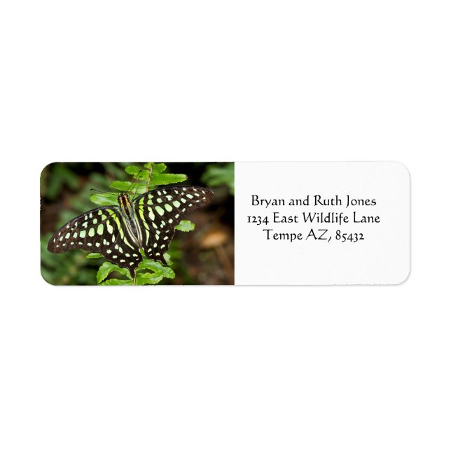 Tailed Jay-fjäril Returadress Etikett (Framsidan)