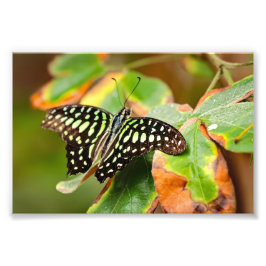Tailed Jay Photo Print Fototryck