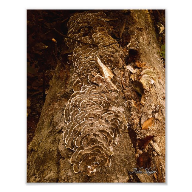 Tailfjäther Parad Fototryck (Framsidan)