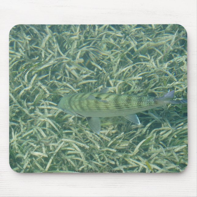 TailingBonefish Musmatta (Framsidan)