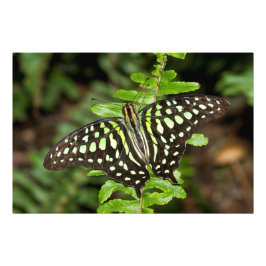 Tails Jay butterfly Fototryck