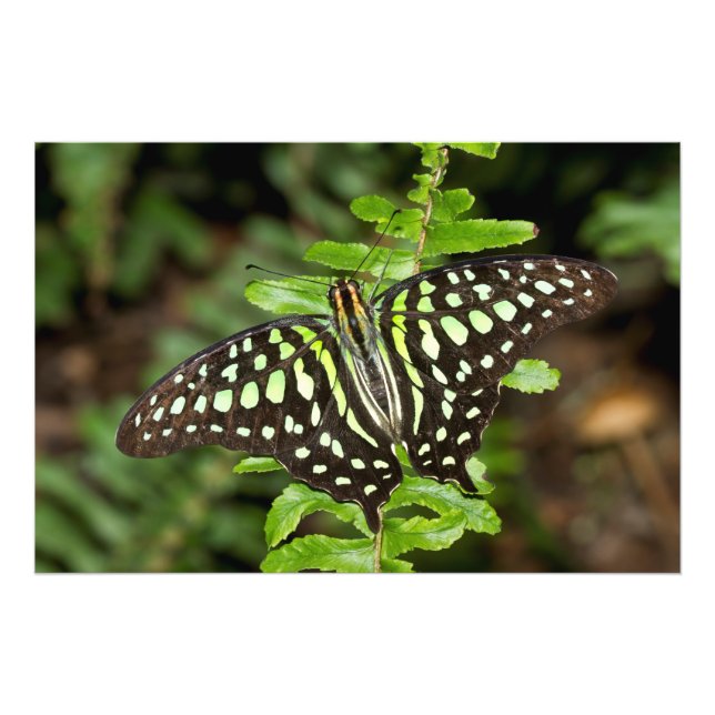 Tails Jay butterfly Fototryck (Framsidan)