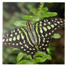 Tails Jay butterfly