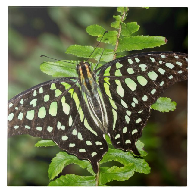 Tails Jay butterfly Kakelplatta (Framsidan)