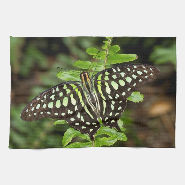 Tails Jay butterfly Kökshandduk (Horisontell)